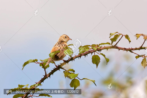 有Fantail,Warbler（Cisticola,juncidis）在藍色的天空分