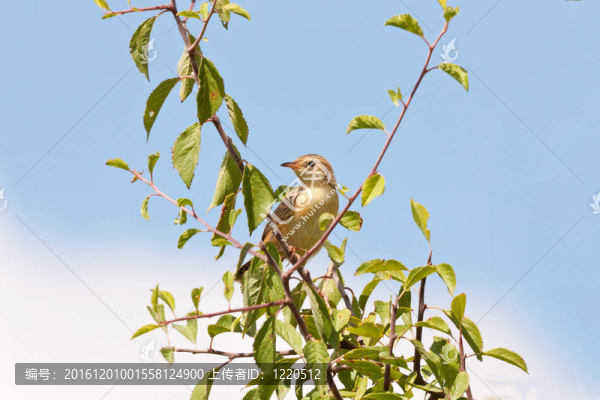 有Fantail,Warbler（Cisticola,juncidis）在藍(lán)色的天空分