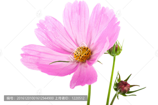 宇宙的花朵