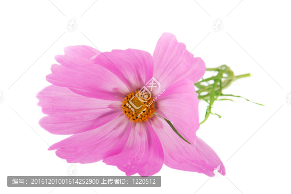 大波斯菊