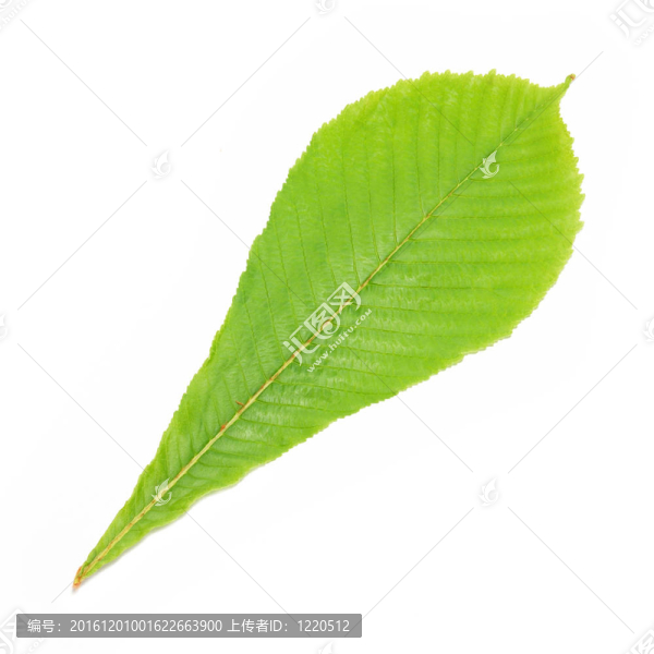 綠色栗葉