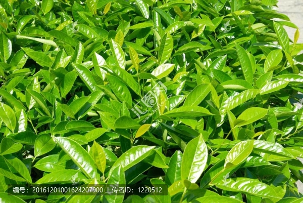 綠色的葉子