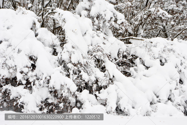 白雪覆蓋的