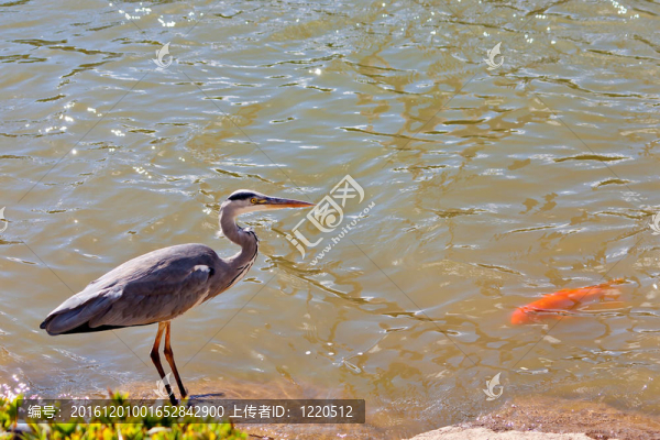 一個灰色的蒼鷺（Ardea,Cinerea）在河的邊緣