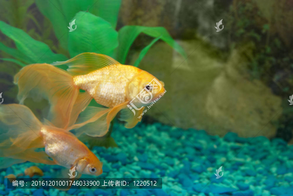 熱帶金魚