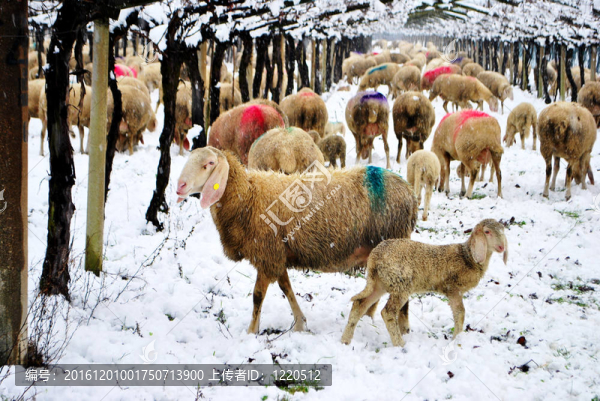 羊雪