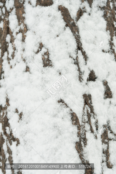 樹干,雪