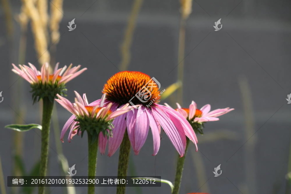 紫松果菊