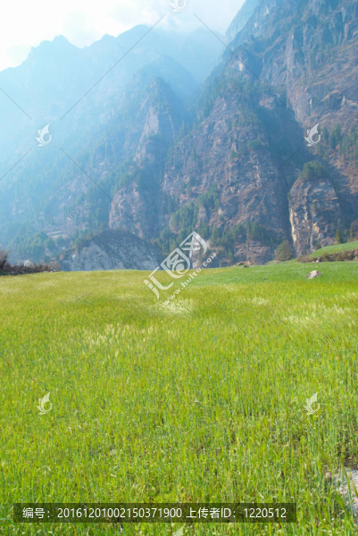 藍(lán)色天空的草地