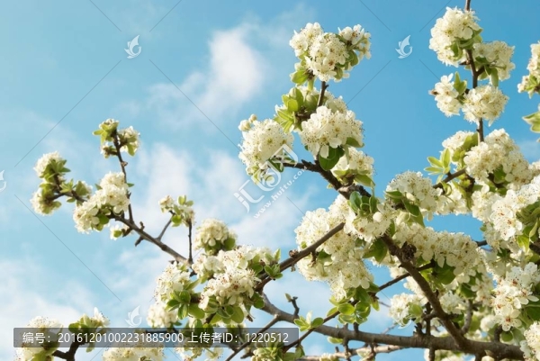 白蘋果樹花