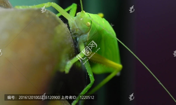 綠色昆蟲(chóng)