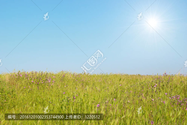 與太陽(yáng)的綠色景觀。