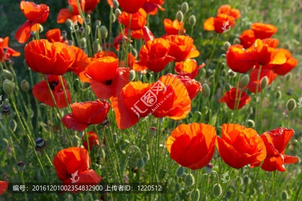 罌粟田野