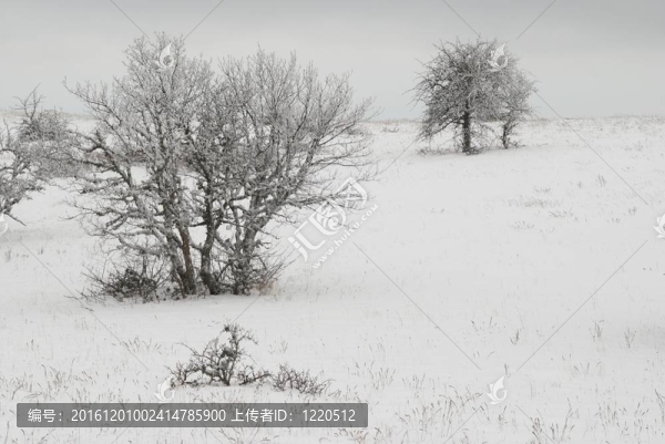 冰雪樹的冬季景觀。