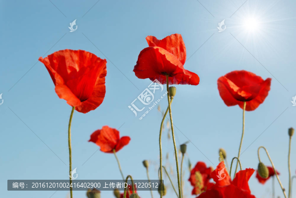 紅罌粟-匯圖網(wǎng) www.fosd68.com 紅罌粟
