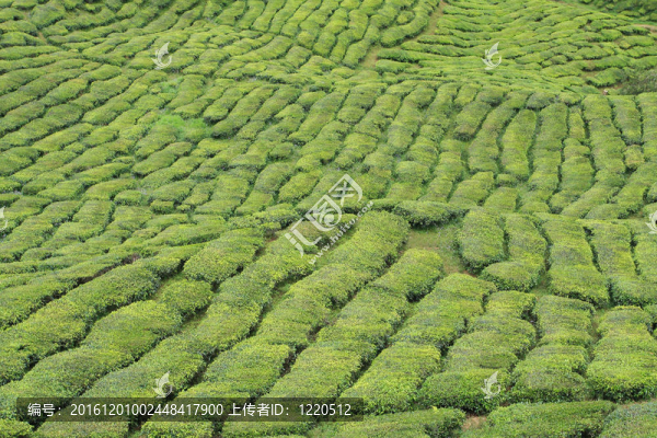 綠茶廠