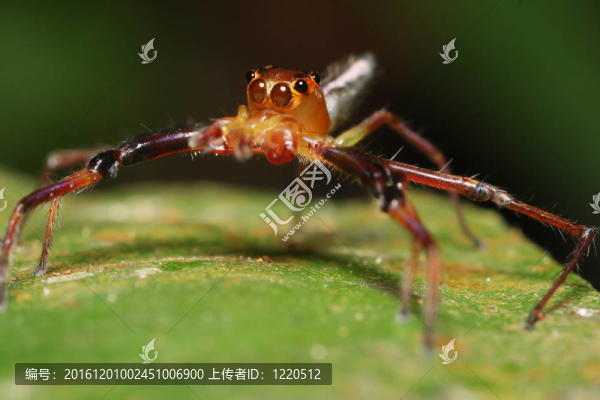 紅色的毛衣