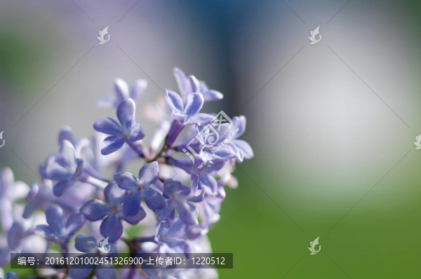一束紫色的丁香花