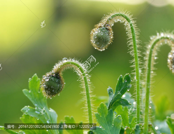 罌粟花蕾