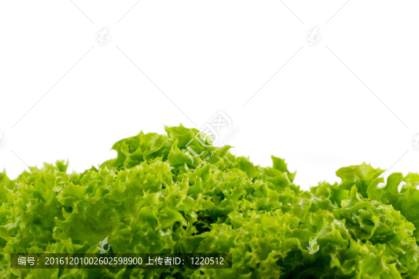 生菜