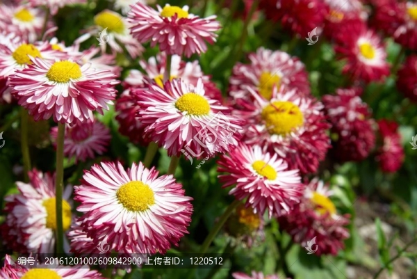 雛菊的田野