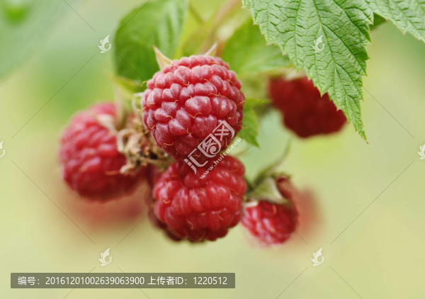 覆盆子