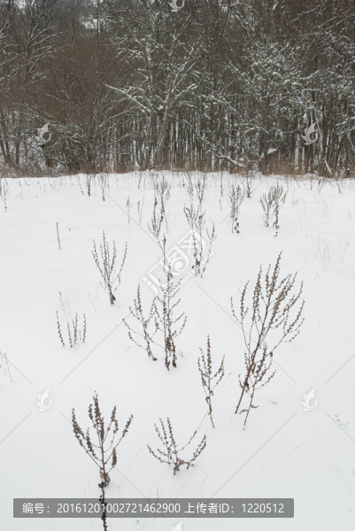 冰雪樹的冬季景觀。