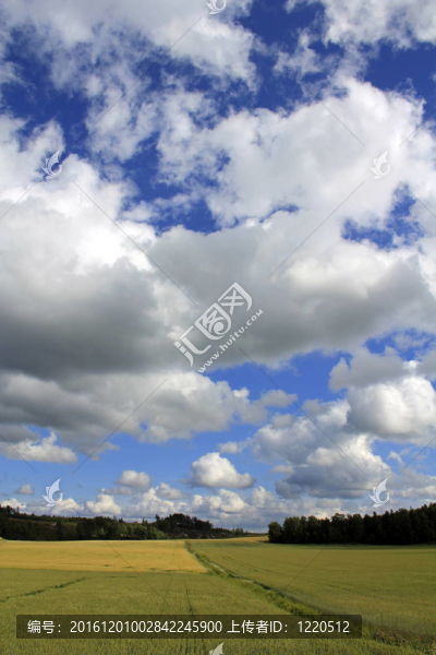 夏季麥田上空的云