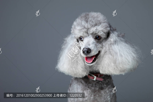 靠近聽話微笑的灰色的小獅子狗紅項圈灰色背景的肖像