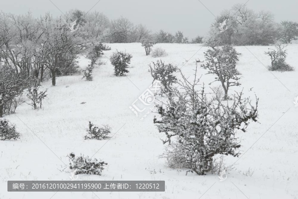 冰雪樹的冬季景觀。