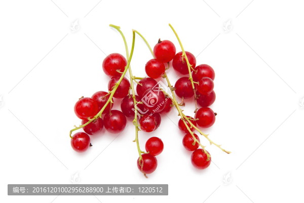 紅醋栗