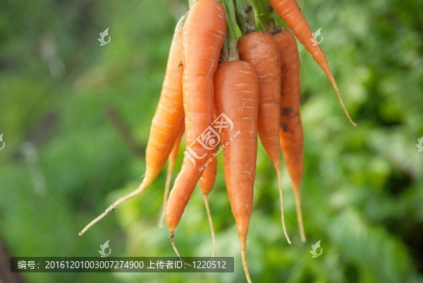 把胡蘿卜