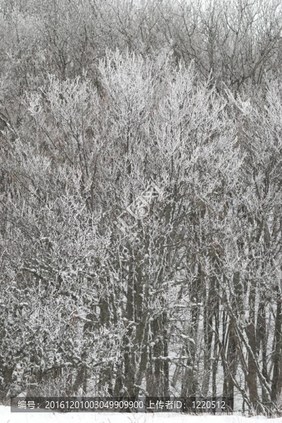 冰雪樹的冬季景觀。