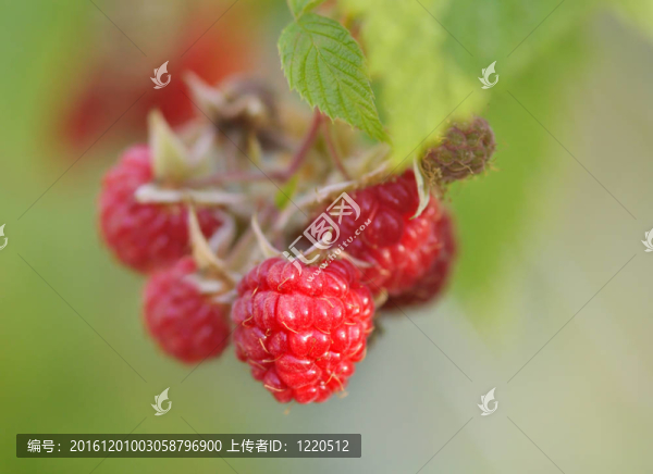 紅樹莓