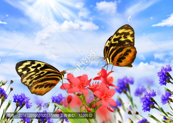 蝴蝶花