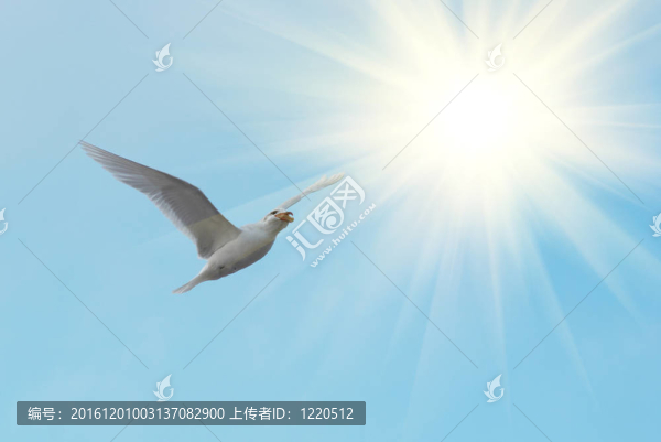 飛海鷗