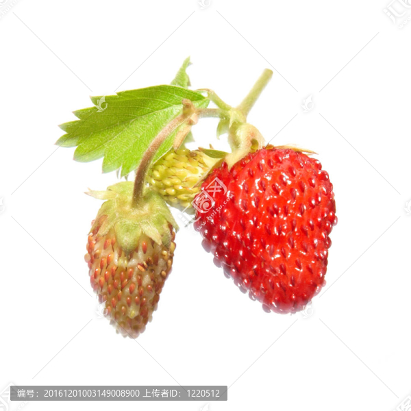 綠葉草莓