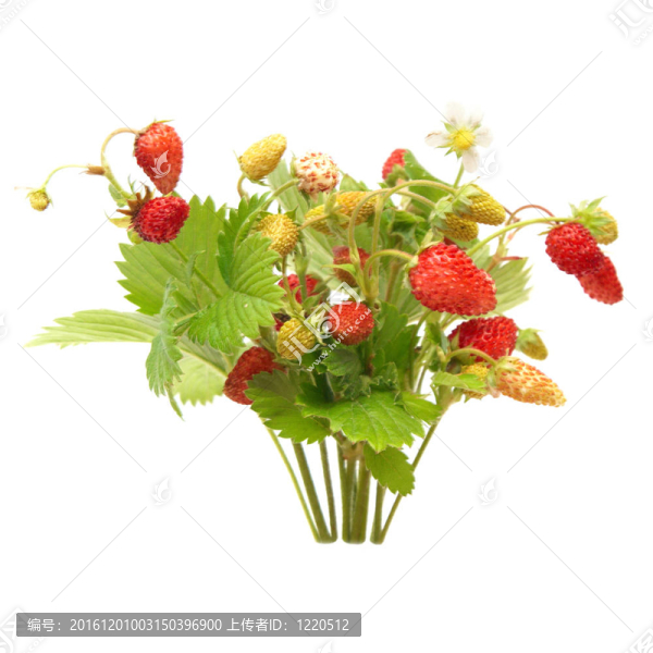 野草莓