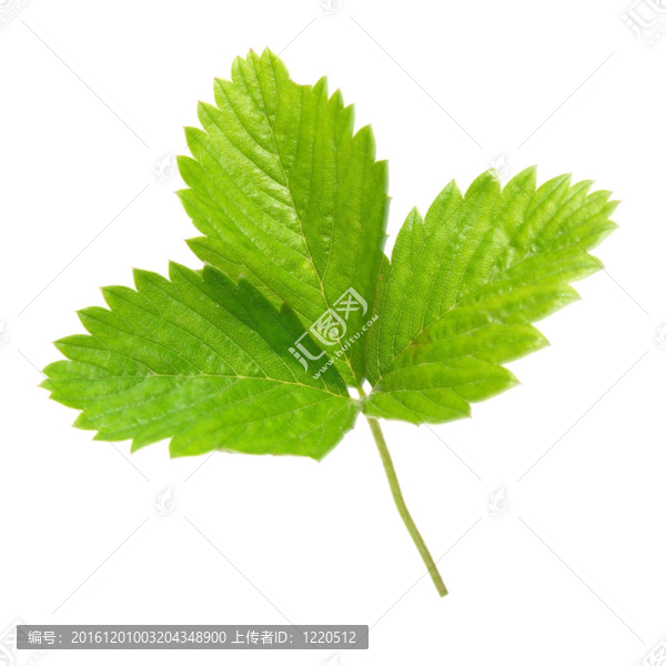 草莓綠葉