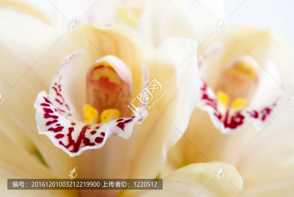 蘭花花特寫；選擇性聚焦