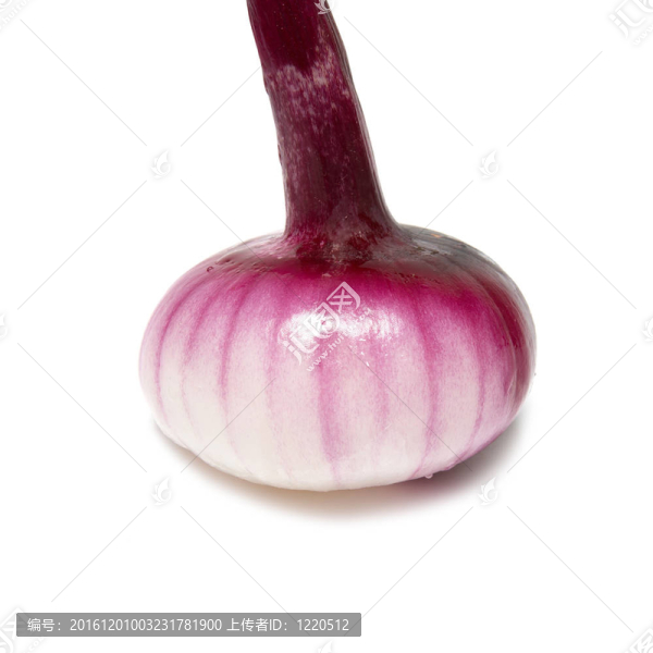 紅洋蔥鱗莖