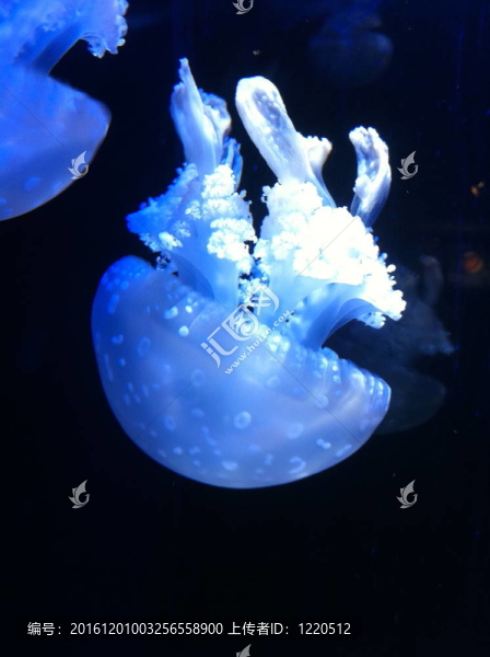 水母