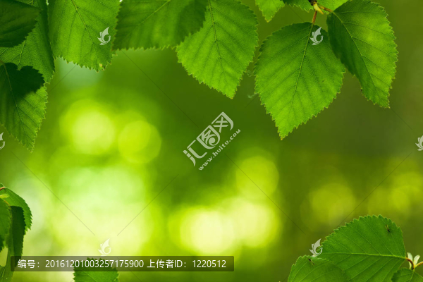 新鮮的葉子