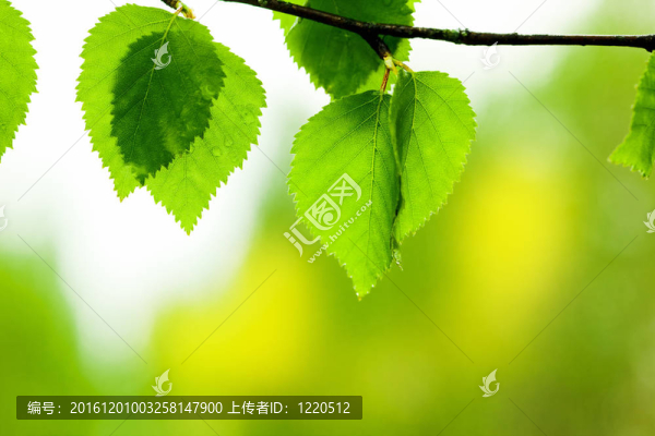 新鮮的葉子
