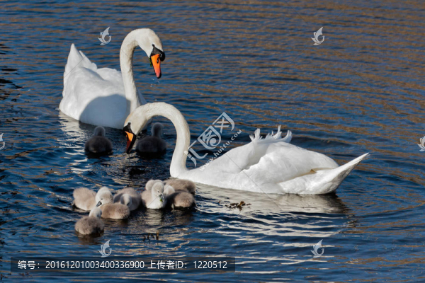 疣鼻天鵝（疣鼻天鵝和小天鵝）