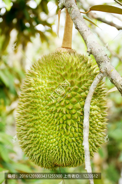 國王的亞洲水果