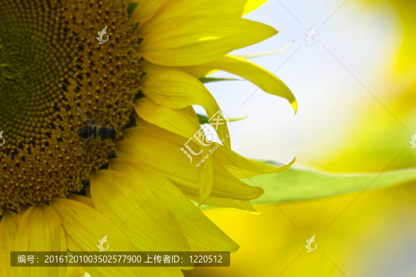 向日葵和蜜蜂