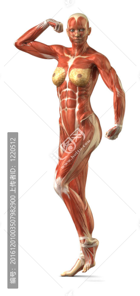 女性前肌肉系統(tǒng)解剖的健美姿勢