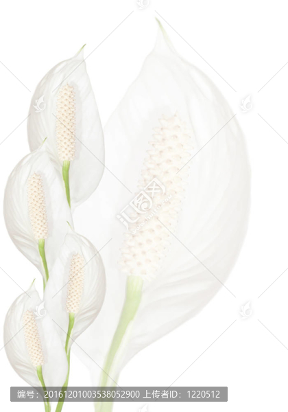 白鶴芋花朵背景