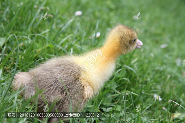 小鵝